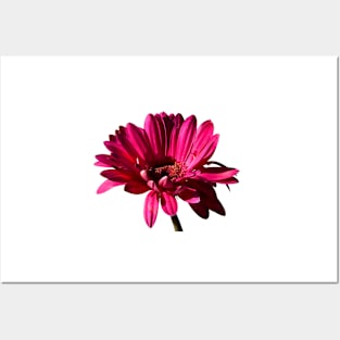 Gerbera Posters and Art